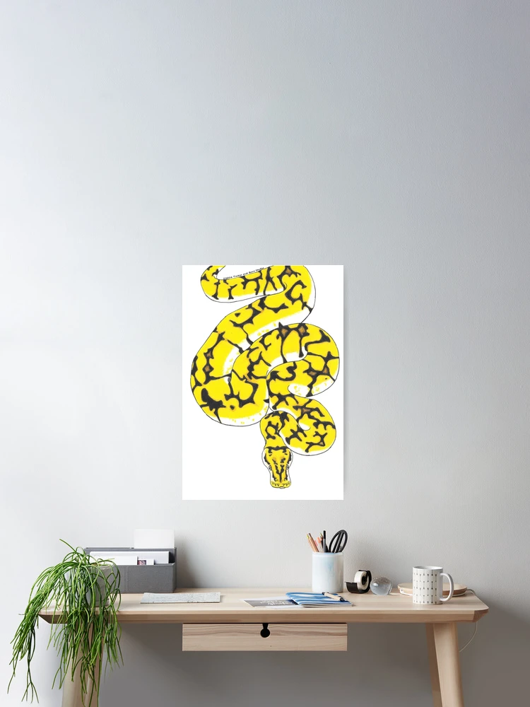 Thumbnail 2 of 3, Poster, Spider Ball Python  designed and sold by TinkerandBone.