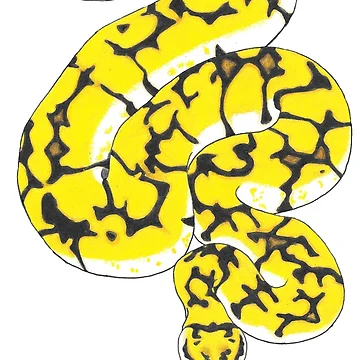 Artwork thumbnail, Spider Ball Python by TinkerandBone
