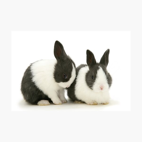 Baby dutch fashion bunnies