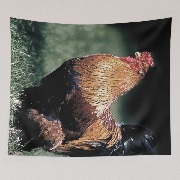Item preview, r 2543/  1 Coq  " Hommage au Coq Maurice 1er " mon Coq avec mon canon eos 5; 300 f.2.8 + x2= 600 mm f.6.7   kodachrome 64 iso  finition 2020 par Okaio Créations - Olavia&Olao  designed and sold by o.okaïo.