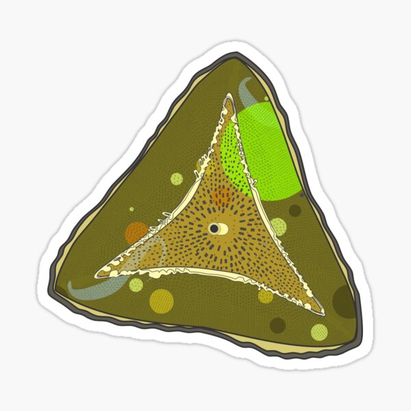Diatom - Ditylum (color) Sticker