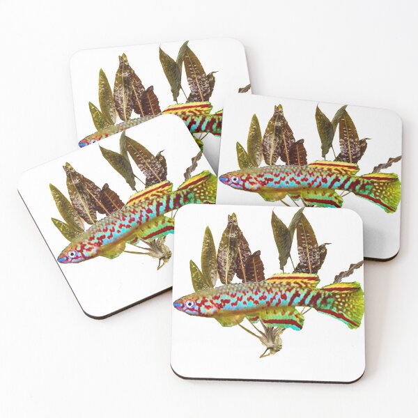Item preview, killifish geryi abuko and cryptocoryne designed and sold by killies.
