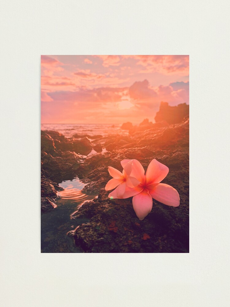 2100+] Flower Aesthetic Wallpapers