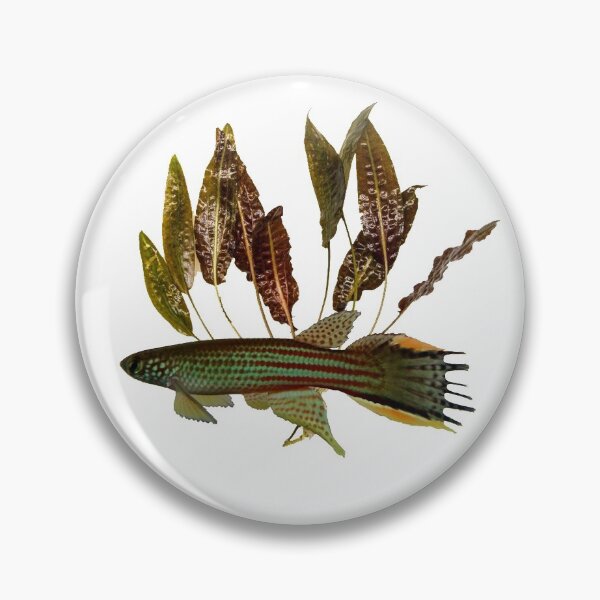 Item preview, Renova oscari killie - cryptocoryne designed and sold by killies.