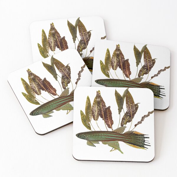 Item preview, Renova oscari killie - cryptocoryne designed and sold by killies.