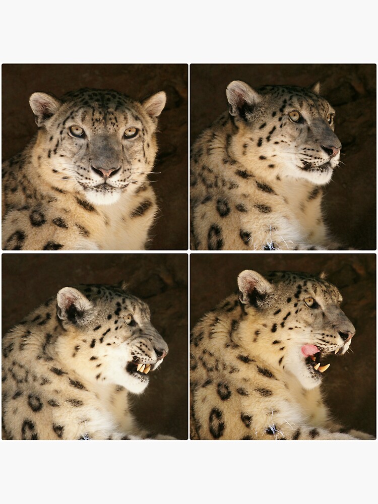 Snow Leopard ~ collage by rogersmith