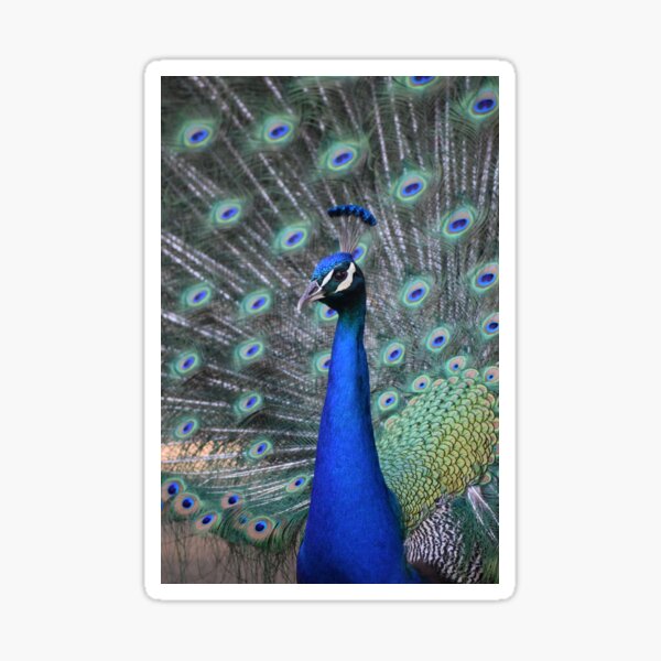 My Lord Elegance Sticker