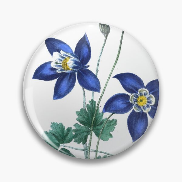 Item preview, Aquilegia glandulosa from The floral cabinet and magazine of exotic botany Volume 1 (1837) designed and sold by Douglas E. Welch Design and Photography.