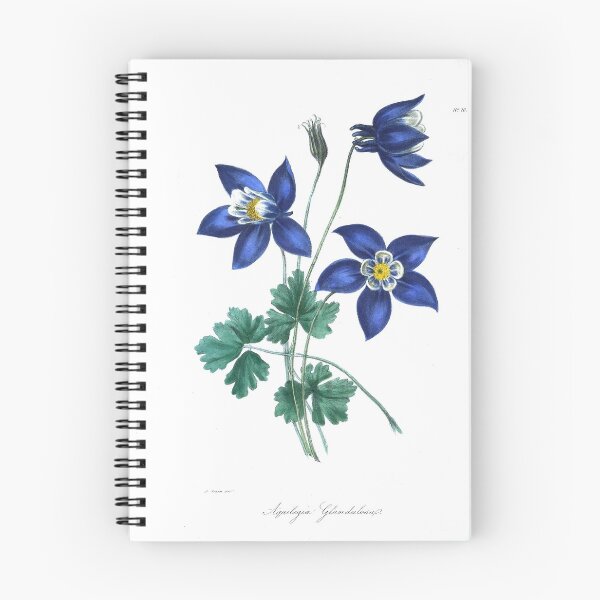 Item preview, Aquilegia glandulosa from The floral cabinet and magazine of exotic botany Volume 1 (1837) designed and sold by Douglas E. Welch Design and Photography.