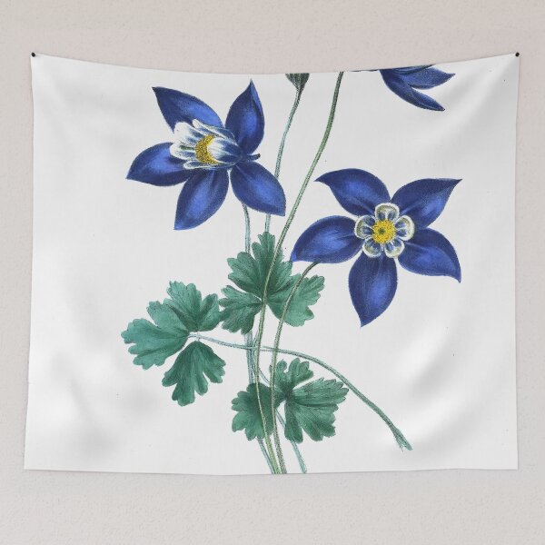 Item preview, Aquilegia glandulosa from The floral cabinet and magazine of exotic botany Volume 1 (1837) designed and sold by Douglas E. Welch Design and Photography.