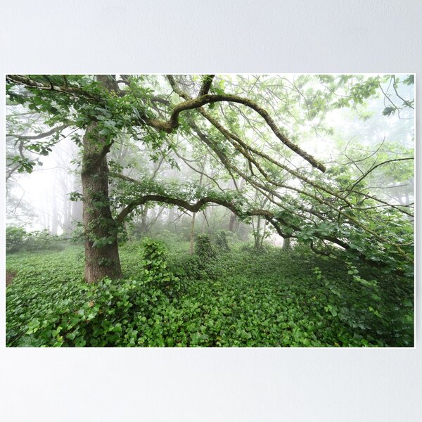 Item preview, Misty Tree designed and sold by Geoff Smith.