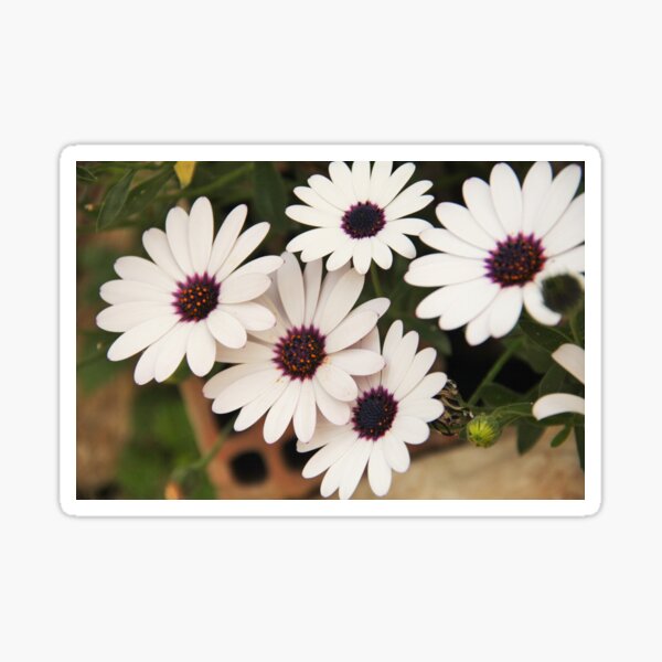 Flowers Sticker