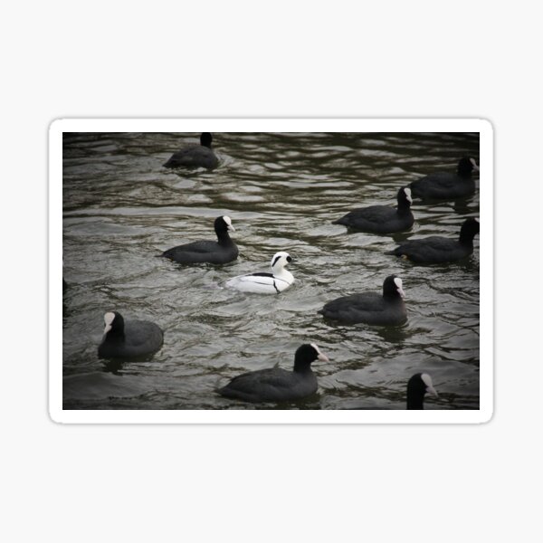 Ducks Sticker