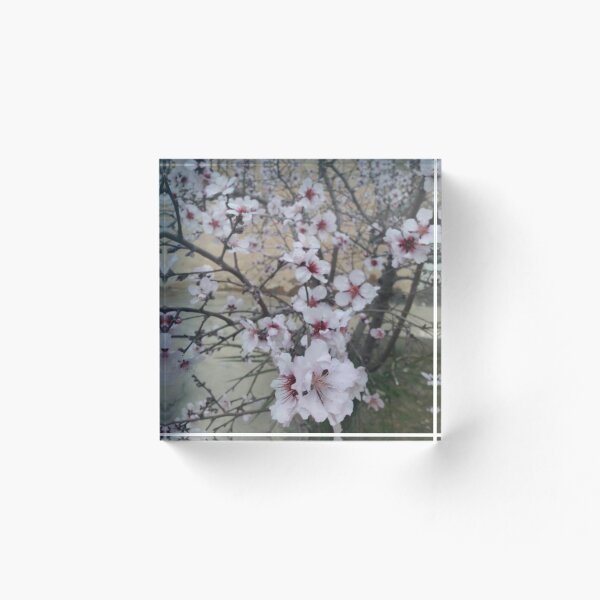 Item preview, Almond Tree Flower designed and sold by AngelsOnline.