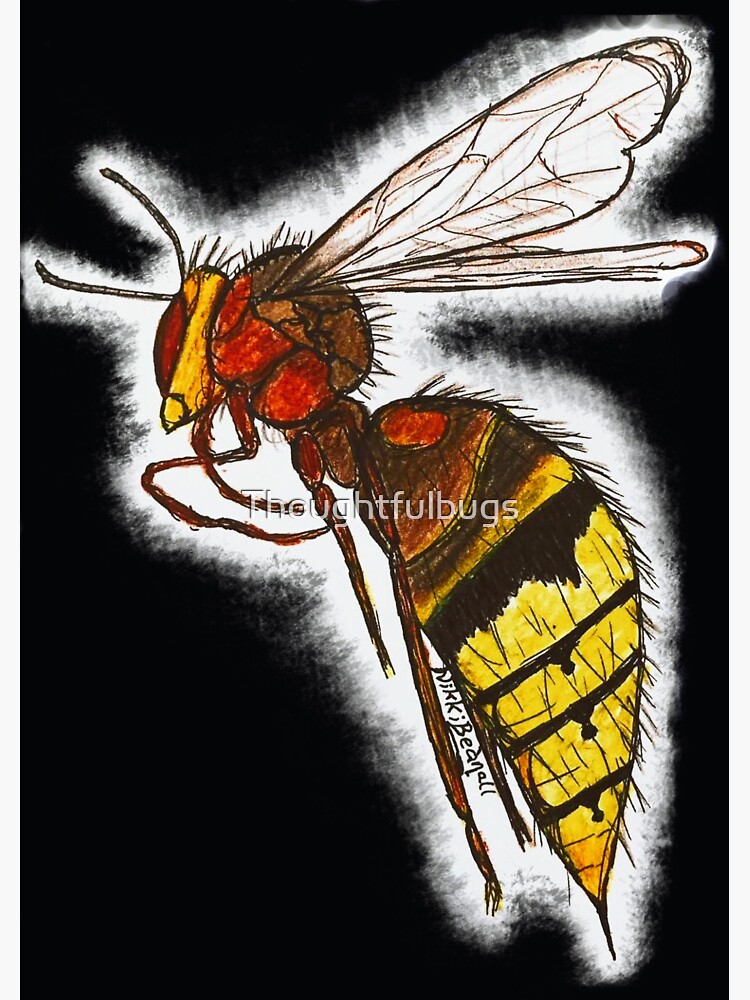 Wasp by Thoughtfulbugs