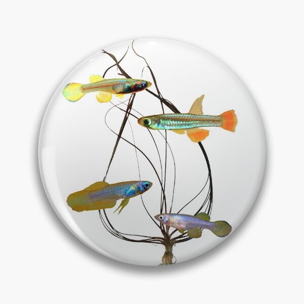 Item preview, micropanchax and crispatula designed and sold by killies.