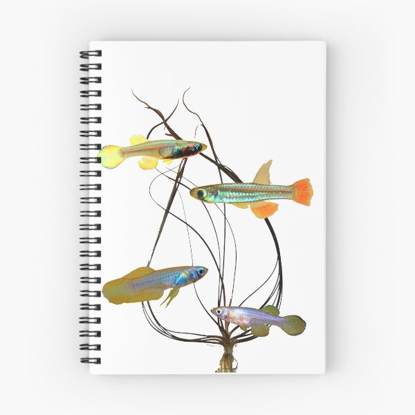 Item preview, micropanchax and crispatula designed and sold by killies.
