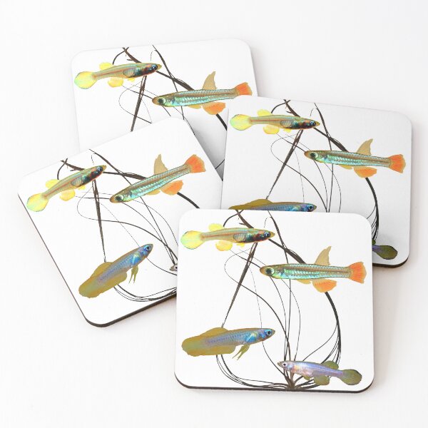 Item preview, micropanchax and crispatula designed and sold by killies.