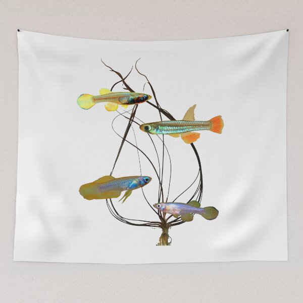 Item preview, micropanchax and crispatula designed and sold by killies.