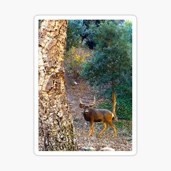 California mule deer (Odocoileus hemionus californicus) Sticker