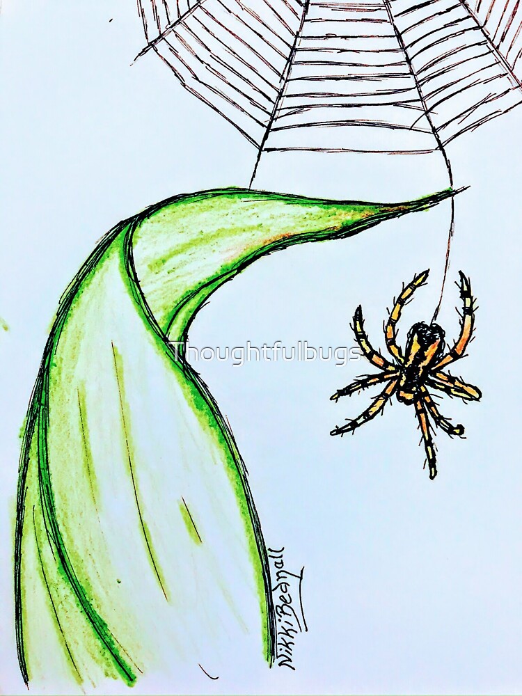 Spider Web by Thoughtfulbugs