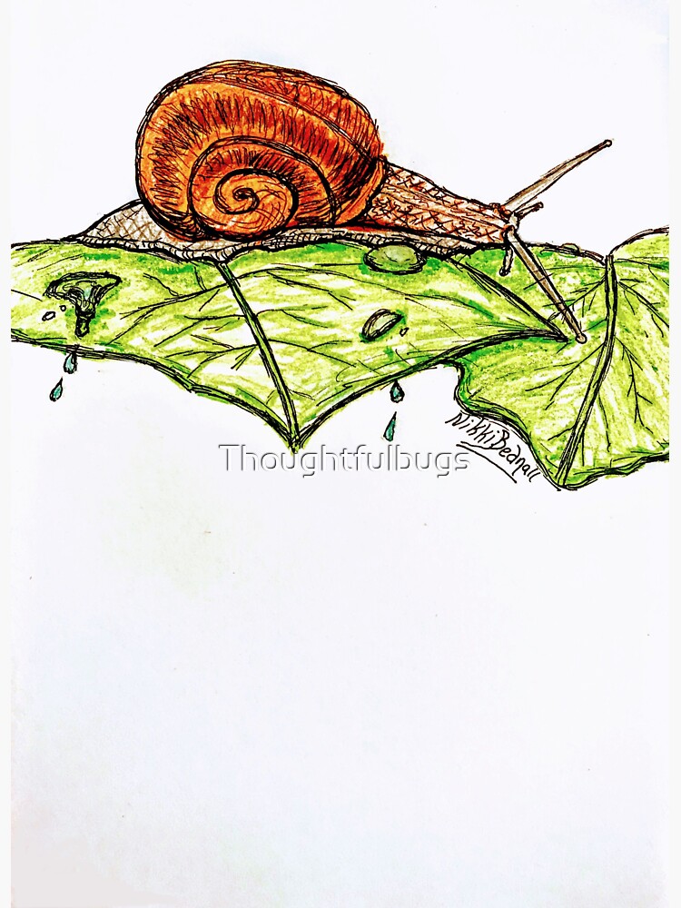 Snail Toughness by Thoughtfulbugs