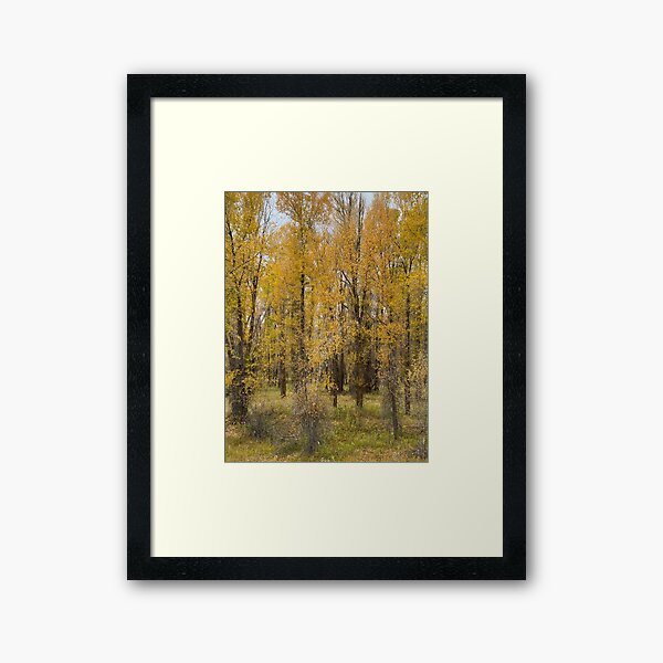 Autumn Cottonwoods Framed Art Print