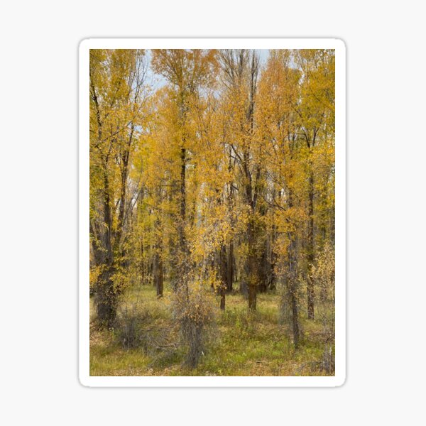 Autumn Cottonwoods Sticker