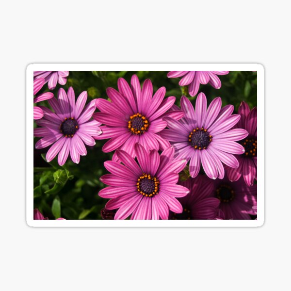 Purple Flowers Sticker