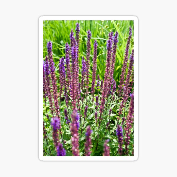 More Purple Flowers Sticker