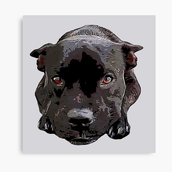 Staffy Looking Cute! Canvas Print