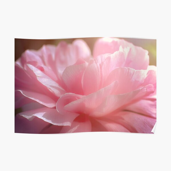 peony dawn Poster