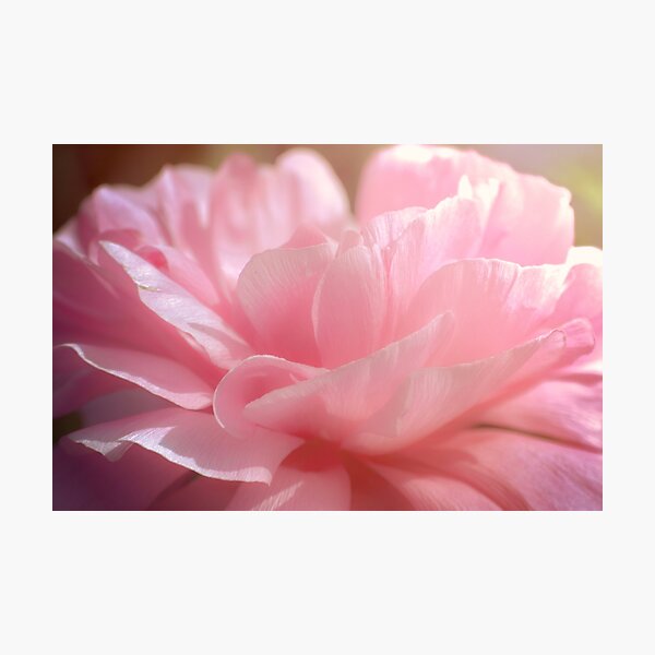 peony dawn Photographic Print