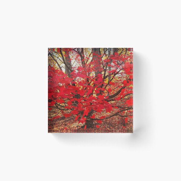 autumn burst Acrylic Block