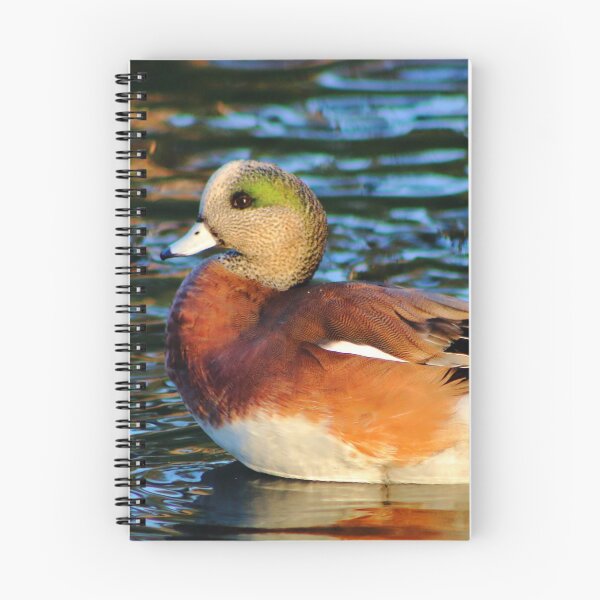 Item preview, American Wigeon designed and sold by EyeMusic.
