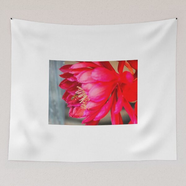 Item preview,  Epiphyllum "Dracula" ( 1 ) designed and sold by Larry Davis.