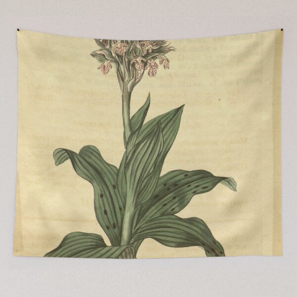 Item preview, Neotinea lactea (as Orchis acuminata) Curtis' 44 pl. 1932 (1817) designed and sold by EsotericBotanic.