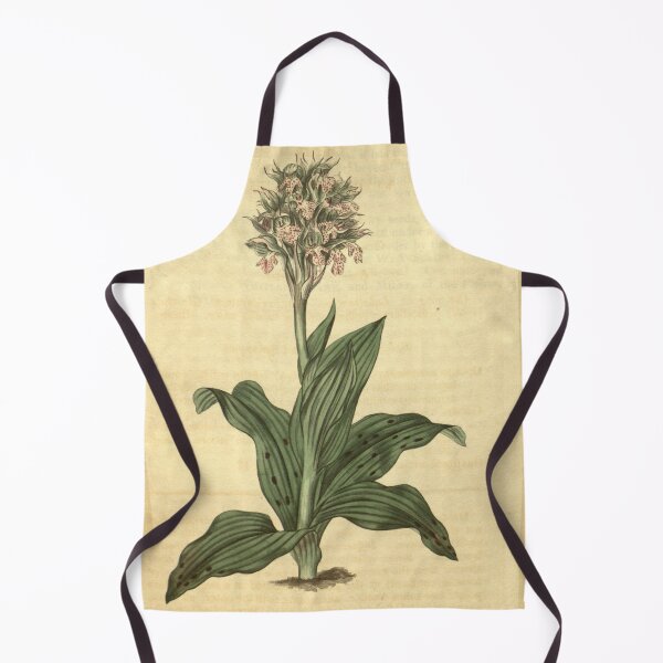 Item preview, Neotinea lactea (as Orchis acuminata) Curtis' 44 pl. 1932 (1817) designed and sold by EsotericBotanic.