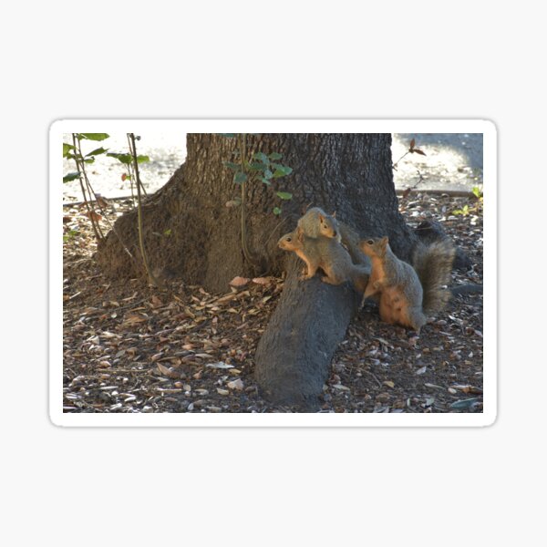 Library Squirrels  Sticker