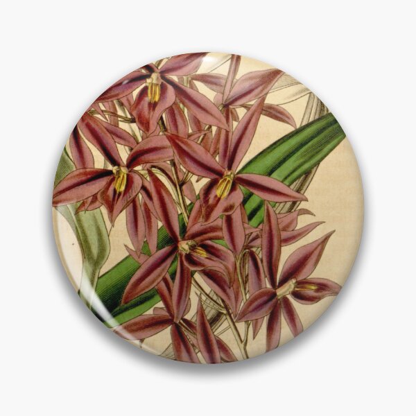 Item preview, Barkeria skinneri (as Epidendrum skinneri) Curtis' 68 (N.S. 15) pl. 3951 (1842) designed and sold by EsotericBotanic.