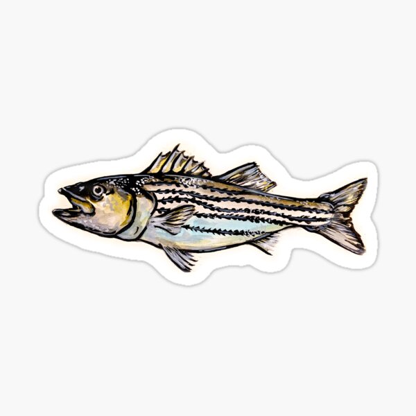 Striped Bass Merch & Gifts for Sale
