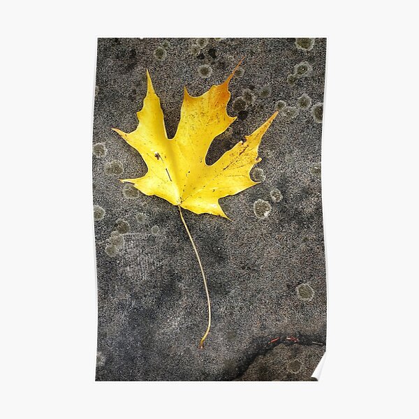 yellow maple leaf with textured rock Poster