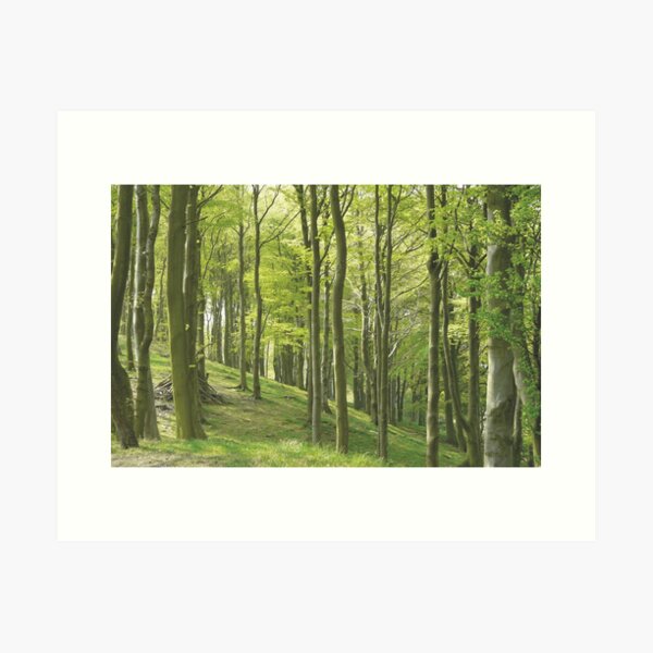 Woodland Slope in Yorkshire Art Print