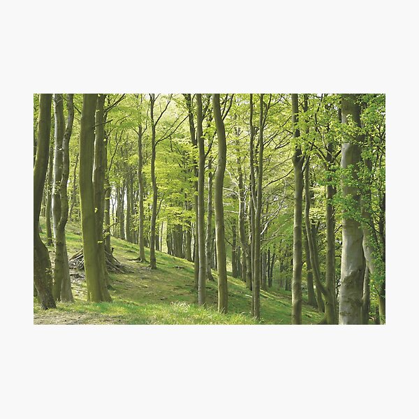 Woodland Slope in Yorkshire Photographic Print