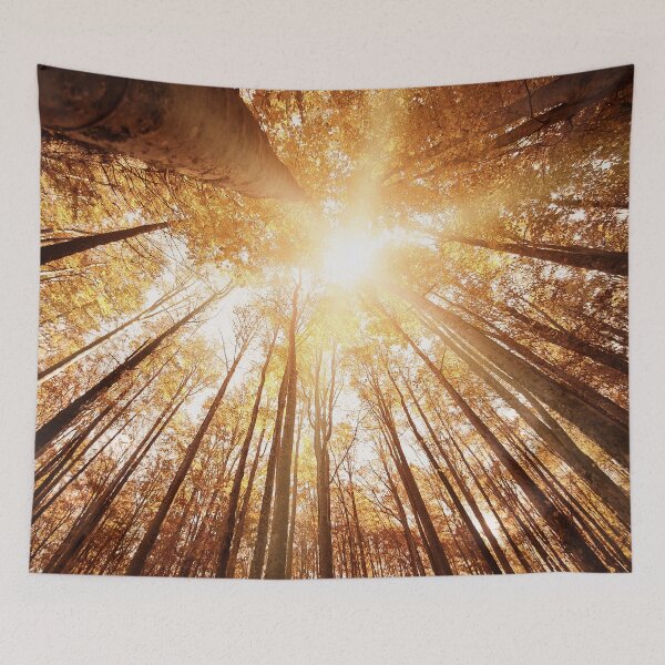 Item preview, autumn tree from below designed and sold by franckreporter.