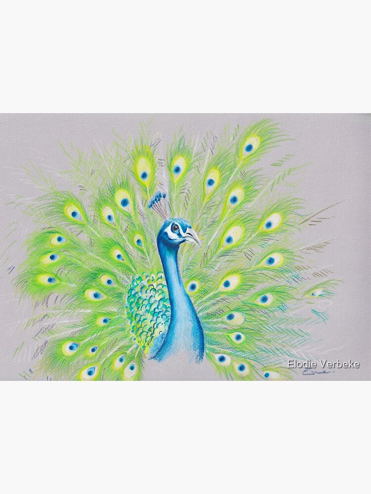 Peacock drawing Peacock drawing