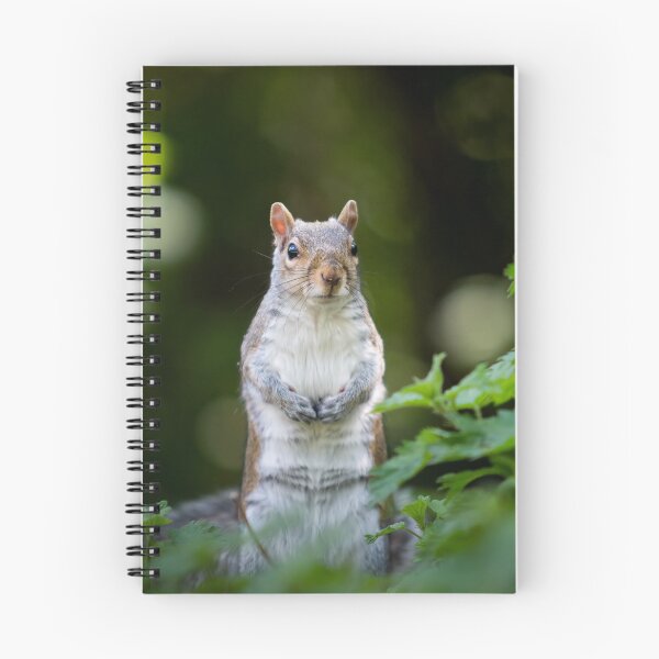 Item preview, Young Squirrel standing like a presenter designed and sold by C-B-Stuedal.
