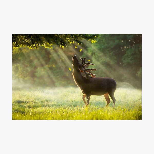 Item preview, Dawn Stag in Green Summer Rain designed and sold by Junkyardmax.
