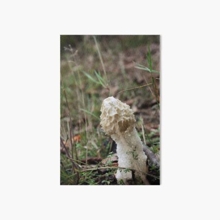 Stinkhorn Art Board Prints Redbubble