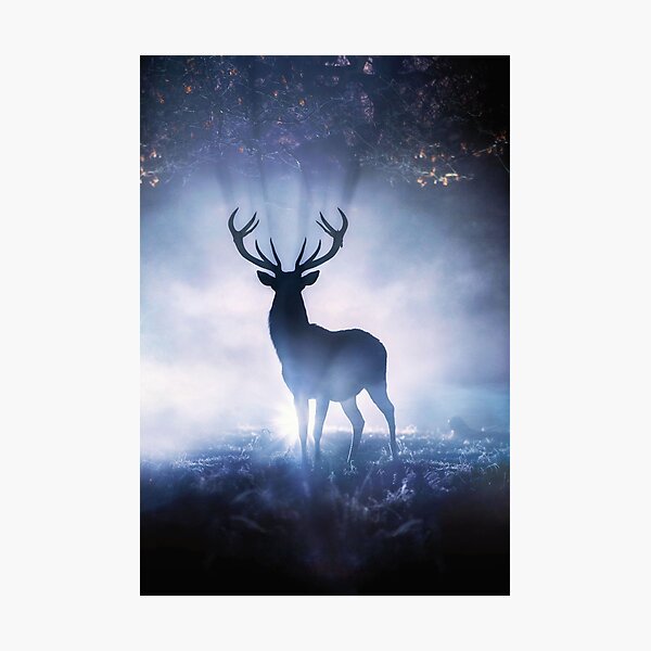 Proud Deer' Photographic Print